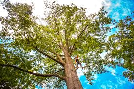 Best Tree Maintenance Programs  in Jacksonwald, PA