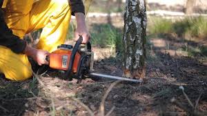 Best Tree Preservation Services  in Jacksonwald, PA