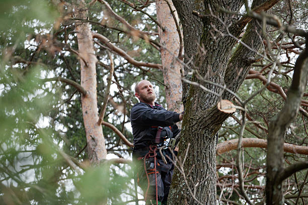 Best Palm Tree Trimming  in Jacksonwald, PA